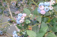 Blueberries at CTAHR Volcano research station